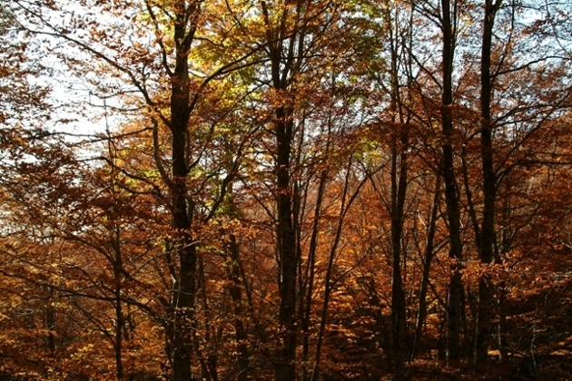 Escursione nel P.N. d''Abruzzo